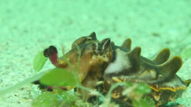 Pfeffer&rsquo;s flamboyant cuttlefish (Ascarosepion pfefferi) close-up, Puerto Galera, Philippines