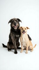 Fototapeta premium Two happy mixed breed dogs sitting together on white background, large black shaggy dog and smaller brown white dog with tongues out, studio portrait.