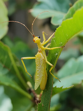 The Sunny stick insect, Sungaya inexpectata, nibbles on the leaves