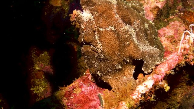 Giant frogfish (Antennarius commerson) wide-angle close-up on shipwreck, Puerto Galera, Philippines