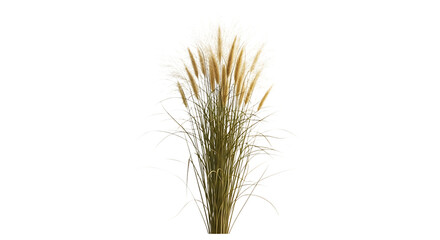 Fototapeta premium Wheat or grass isolated on transparent background