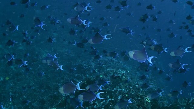 Close-Up of School of Red-Toothed Triggerfish, Maldives