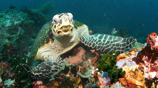 Hawksbill Sea Turtle Feeding on Coral, Maldives