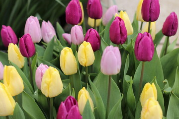 colorful spring tulips