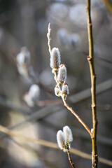 ネコヤナギ　Rosegold pussy willow © maaagram