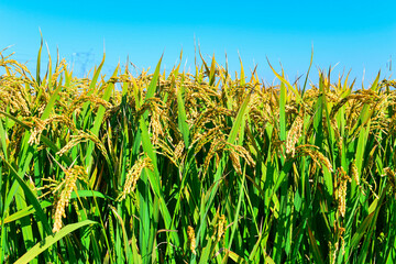Mature rice in the field