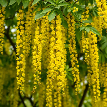 Selective focus of blossoms Laburnum anagyroides (Golden chain or Golden rain) is a species in the subfamily Faboideae, Yellow flowers swag down on the tree with green leaves, Nature floral background