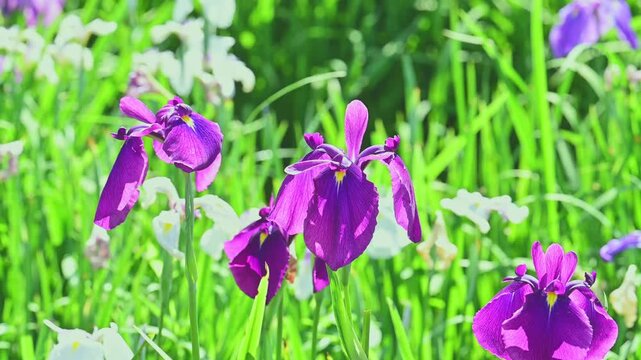 伝統花 肥後六花 肥後しょうぶ 鮮やかな紫の花びらと新緑
「熊本県山都町、標高600メートルの高原に位置する米迫地区で大切に育てられた肥後しょうぶ（肥後花菖蒲）の映像です。江戸時代から続く伝統的な肥後六花の一つであり、その豪華で端正な立ち姿は日本の初夏の情緒を象徴します。観光PRや季節の背景素材、日本の美を伝えるコンテンツに最適です。」
(熊本県山都町米迫地区)