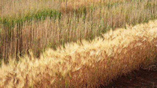 Young green wheat, wheat fields grown for bread production, traditional farming, cultivated land, farm, rural landscape, wheat ears in the field, shallow depth of field, golden wheat fields at sunset.