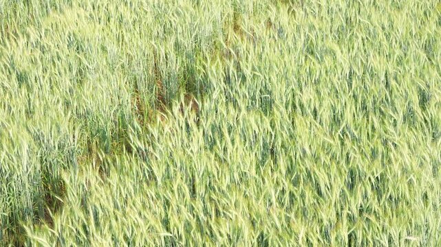 Young green wheat, wheat fields grown for bread production, traditional farming, cultivated land, farm, rural landscape, wheat ears in the field, shallow depth of field, golden wheat fields at sunset.