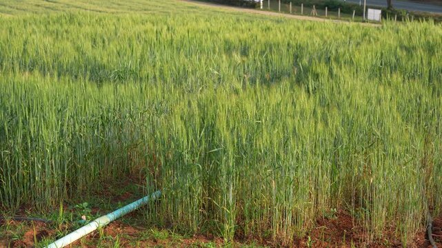 Young green wheat, wheat fields grown for bread production, traditional farming, cultivated land, farm, rural landscape, wheat ears in the field, shallow depth of field, golden wheat fields at sunset.