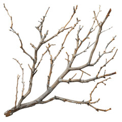 Dry tree branch on a transparent background