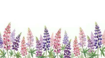Naklejka premium Watercolor lupine flowers in pink and purple hues with green leaves on white background. Floral border design for spring decorations and botanical artwork.