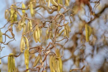 Green catkins on winding branches against a blurred background on a sunny day, selective focus