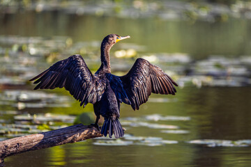 A Double-crested cormorant (Nannopterum auritum) perched on a rustic log, displaying its characteristic wing-spreading behavior to dry its waterlogged feathers.