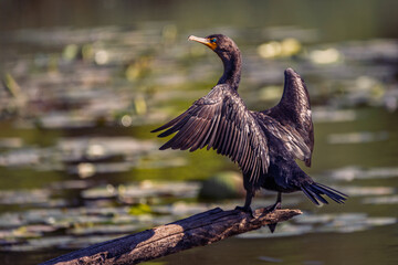 Fototapeta premium A Double-crested cormorant (Nannopterum auritum) perched on a rustic log, displaying its characteristic wing-spreading behavior to dry its waterlogged feathers.