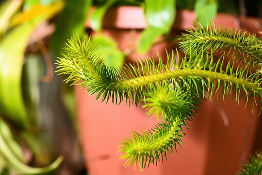 Exotic huperzia squarrosa plant with green needle leaf in pot. Rare epiphytic tassel fern also known as lycopodium squarrosum close up. Vibrant foliage.