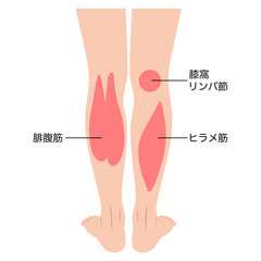 ふくらはぎの筋肉　腓腹筋　ヒラメ筋　下腿三頭筋