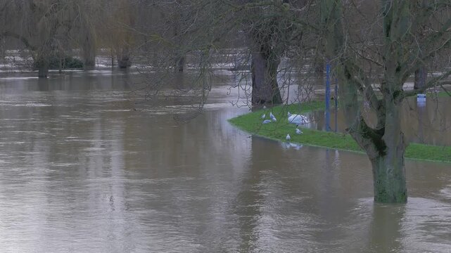 flooded park and car parking lot, fast flowing water amongst trees, mute swans on embankment, wide shot
