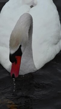 Swan on a winter lake ,mute swan cygnus olor
