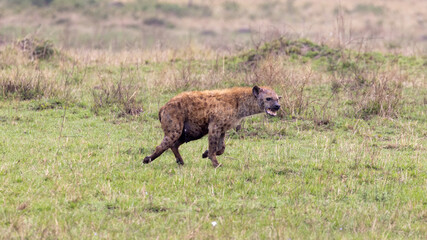 Lone Spotted Hyena who was injured by a lion is running in Masai Mara National Park in Kenya Africa KEN