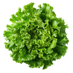 Obraz premium Fresh green leafy lettuce on a white background