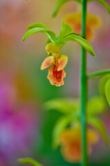 エビネという名の小さなラン