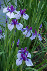 花菖蒲の紫の花