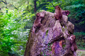 子ザルたちの遊ぶ岩