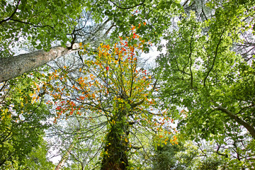 九州の南の森林の風景