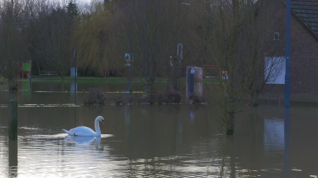 mute swan swimming through flooded car park parking lot, woodland trees in background, winter light