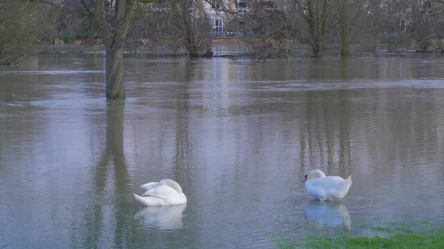 pair of mute swans in shallow water, preening and drinking, flooded park, trees and burst river and buildings