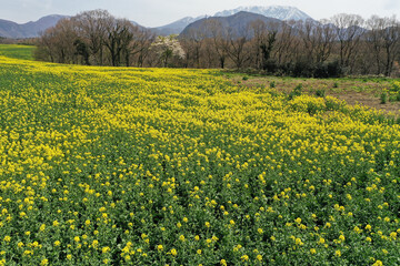菜の花の咲く蒜山の野