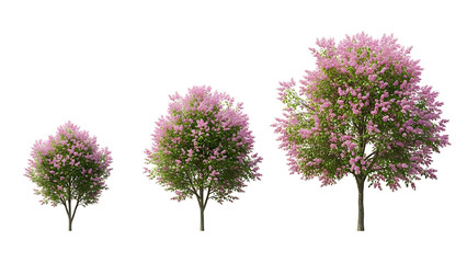 Obraz premium Three flowering trees with pink blossoms and green leaves 2