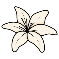 white lily flower