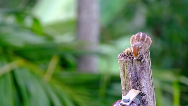 Palm squirrel Funambulus palmarum on tree trunk, striped back, native to India, tropical wildlife, small rodent, climbing, alert, in natural habitat, ecology topic
