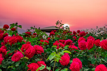 紅いバラの咲く庭の夕刻