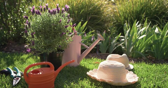 Sunlit garden sitting on lawn with lavender, cans, hats, shears, camera panning revealing grasses
