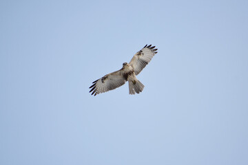 Obraz premium 羽を大きく広げるノスリ