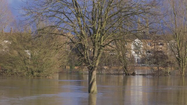 large tree in submerged riverside park covered in flood water, buildings in background, sunny winter sunshine