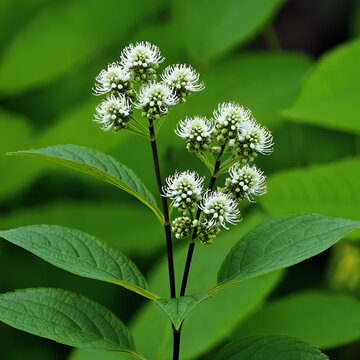 Black snakeroot (Actaea racemosa) known as the black cohosh, black bugbane or fairy candle. Plant native to eastern North America.
