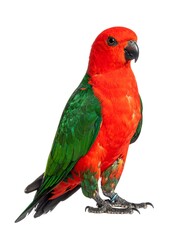 Fototapeta premium Vivid, isolated shot of a regal parrot boasting fiery red and emerald green plumage