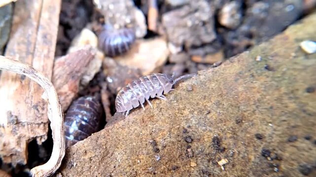 Macro shot of several woodlice crawling on damp soil and rocks in garden.