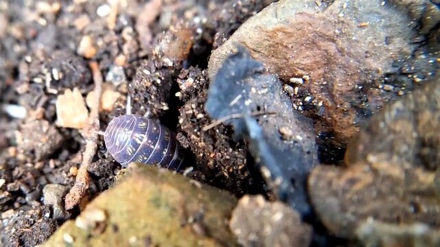Macro shot of a woodlouse crawling on damp soil and rocks in nature.