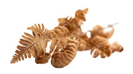 Obraz premium dried fern spores cluster with fine texture background isolated on a Transparent background, PNG file.