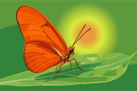 Orange Julia butterfly