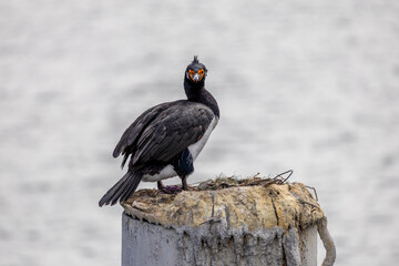 Fototapeta premium Imperial cormorants in Antarctic climate Patagonia