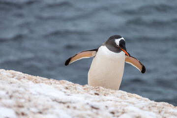 Fototapeta premium Gentoo penguin walking down the hill 