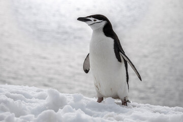 Obraz premium Chinstrap penguin in Antartica