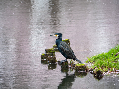 カワウ(Phalacrocorax carbo / common cormorant)